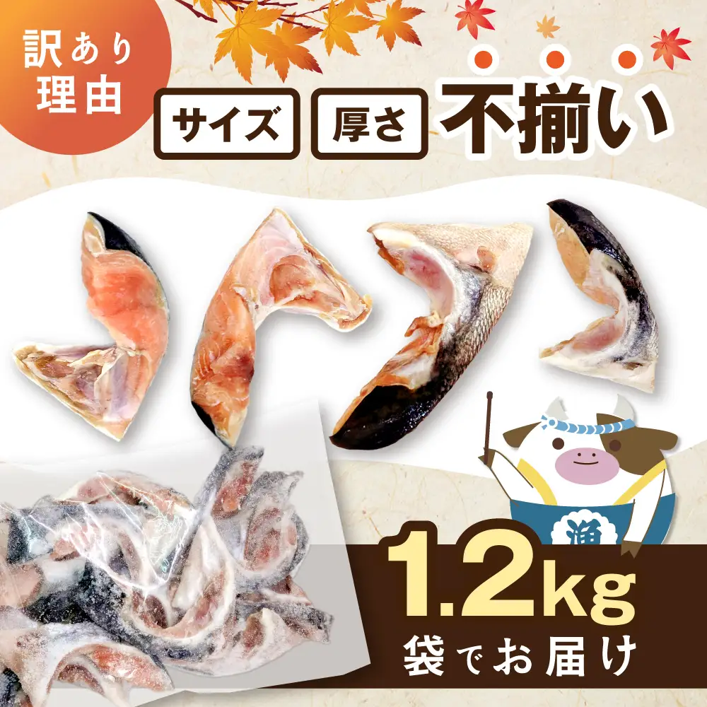 北海道産 秋鮭 カマ 計1.2kg 無塩 別海町 秋鮭