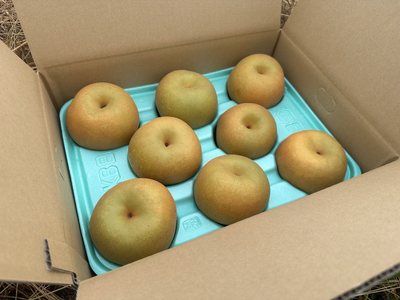 【先行予約】岸田農園の完熟梨 あきづき【3kg,5-12玉入り】 | 梨 なし 秋月 果物 フルーツ 完熟 ジューシー 秋 旬 産地直送 期間限定 季節限定 季節商品 送料無料 国産 栃木県 芳賀町 ※2026年9月中旬～9月下旬頃に順次発送予定