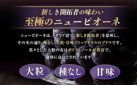 ニューピオーネ 1.2kg （2～3房） 【2026年8月下旬-9月下旬発送予定】 ／ ぶどう 葡萄 果物 果実 フルーツ 種なし 大粒 甘味 岡山県 美咲町 冷蔵