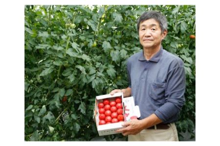 根本さん家のこだわりフルーツトマト 約2kg [1993]