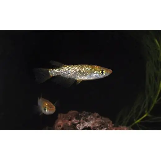メダカ「琥珀ラメみゆき」1ペア