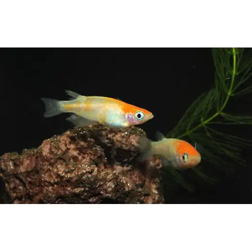メダカ「小江戸紅白」3ペア