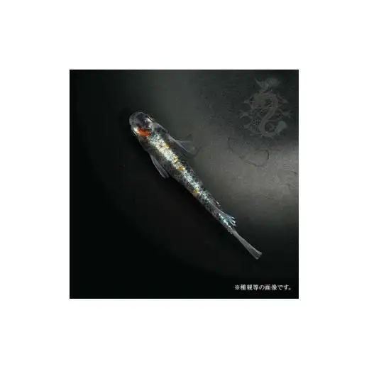 メダカ「朱光菊（Aクラス）」2ペア
