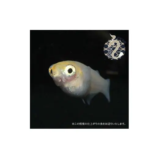 メダカ「ポニョ」2ペア