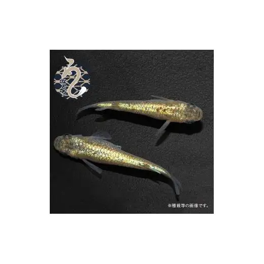 メダカ「サンシャイン」1ペア