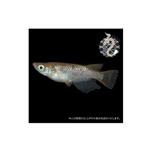 メダカ「ラメ王風雅」3ペア