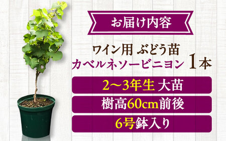 ワイン用 ブドウ苗(カベルネソービニヨン用) 6号鉢入り 2?3年生 大苗 樹高60cm前後 ぶどう  BHCQ004