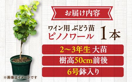 ワイン用 ブドウ苗(ピノノワール)6号鉢入り 2~3年生 大苗 樹高50cm前後 苗 BHCQ006