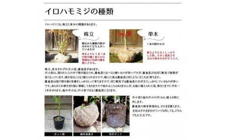 イロハモミジ（伊呂波紅葉）苗木 株立 樹高1.2m前後 3本セット ポット苗 シンボルツリー 落葉樹 植木 庭木【価格改定】