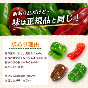 志布志産訳ありピーマン(1kg) ピーマン 訳あり 野菜 やさい ぴーまん 新鮮 常温 常温保存 おかず 詰め合わせ 銀賞 銀賞受賞 野菜ソムリエサミット p5-050