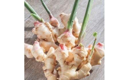 ハウス新生姜 2kg 2キロ しょうが ショウガ 新鮮野菜 野菜 お取り寄せ 美味しい 料理 生姜焼き 漬物 サラダ 新鮮 国産 日本産 ジンジャー 冷蔵 配送【JA高知県とさし】 [BQCF006]