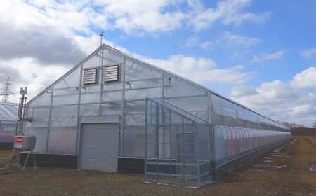 ミニトマト「北海道ルビー」約2kg バラ 野菜 高糖度 北海道 浦臼町 【2026年6月下旬 ～ 10月下旬迄発送予定】