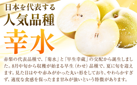 秀品 梨 幸水 約5kg 井岡農園 梨 なし