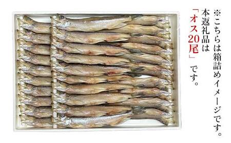 本ししゃも オス20尾 釧路産 本ししゃも 魚 ししゃも 魚好きのオス 魚介 グルメ シシャモ 北海道産 国産 魚 魚介 海の幸 F4F-8867