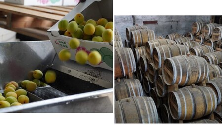 梅酒 ブランデー仕込み 500ml×6本 梅酒 ブランデー 甘口 原酒 熟成 フレンチオーク樽