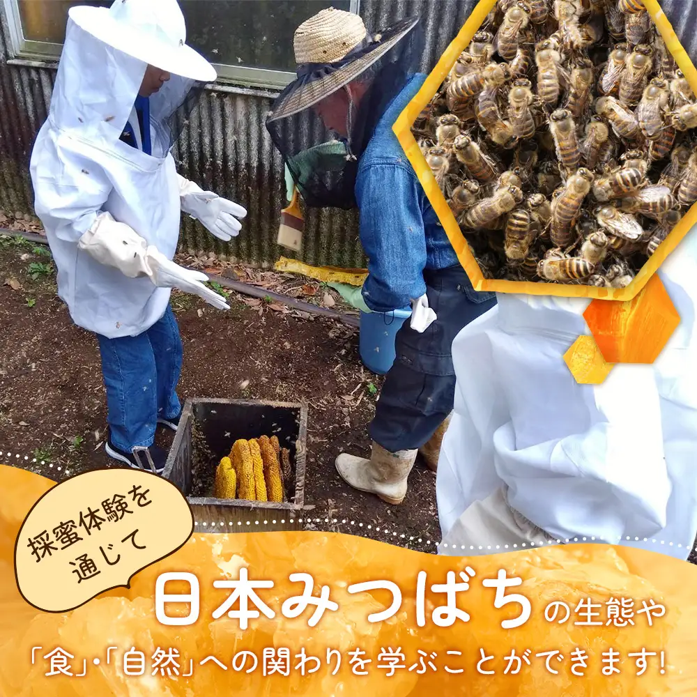 【期間限定】数量限定！『本土最南端で採蜜体験』大人1名（中学生以上） CC7001｜はちみつ 採蜜 体験 人気 養蜂 日本 みつばち 研究会 鹿児島県 南大隅町