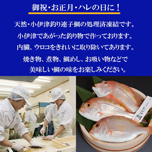 天然釣りレンコ鯛（下処理済）