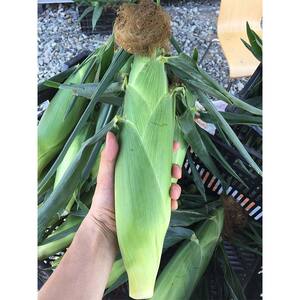 【2026年8月中旬発送開始】北海道産とうもろこし（恵味ゴールド10本） EB8-0444