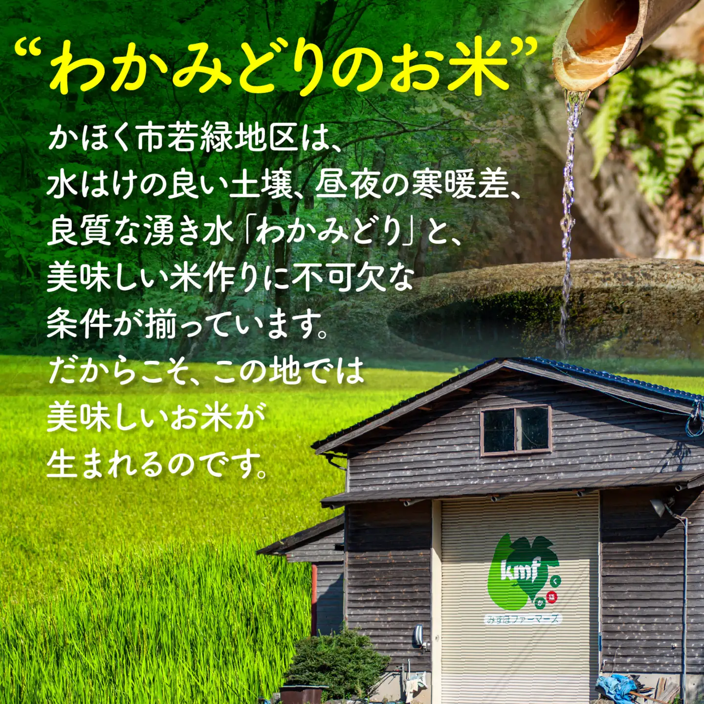 【令和7年産】こしひかり 6kg（2kg × 3袋）|  コシヒカリ お米
