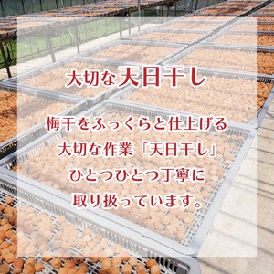 梅干 大梅 小梅 各480g 《 2025年10月～出荷 》 梅干