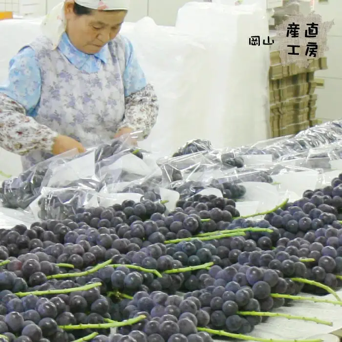 真庭市産 ニューピオーネ 自宅用 2房 /  (2026年8月中旬以降発送予定) ぶどう 自宅用 訳あり 岡山 真庭 ピオーネ 真庭市 大粒 葡萄 果物 フルーツ 産地直送 新鮮 濃厚 ピオーネ 人気 数量限定 お買い得 岡山名産 スイーツ 種なし 【配送不可地域：北海道／沖縄県／離島】  【jujy015-02】