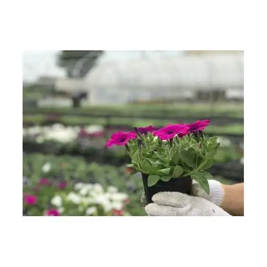 季節の花苗セット