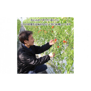 出雲の國からの贈り物～トマトを超えた超トマト２kg