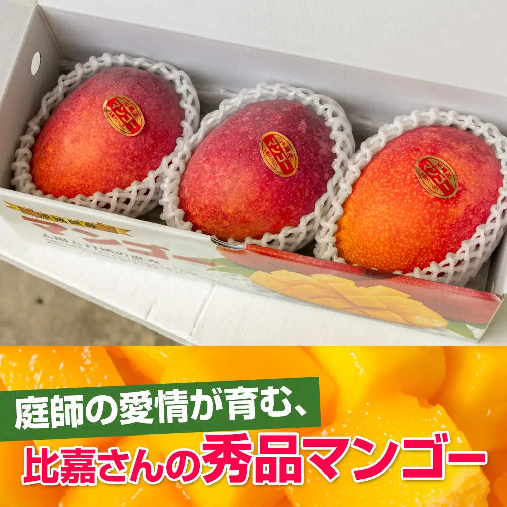 【2026年発送】比嘉マンゴーファームのアーウィンマンゴー　秀品（贈答用）1kg