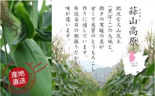 蒜山高原 とうもろこし イエロー10本 【配送不可地域：北海道／沖縄県／離島】【jujy001-02】