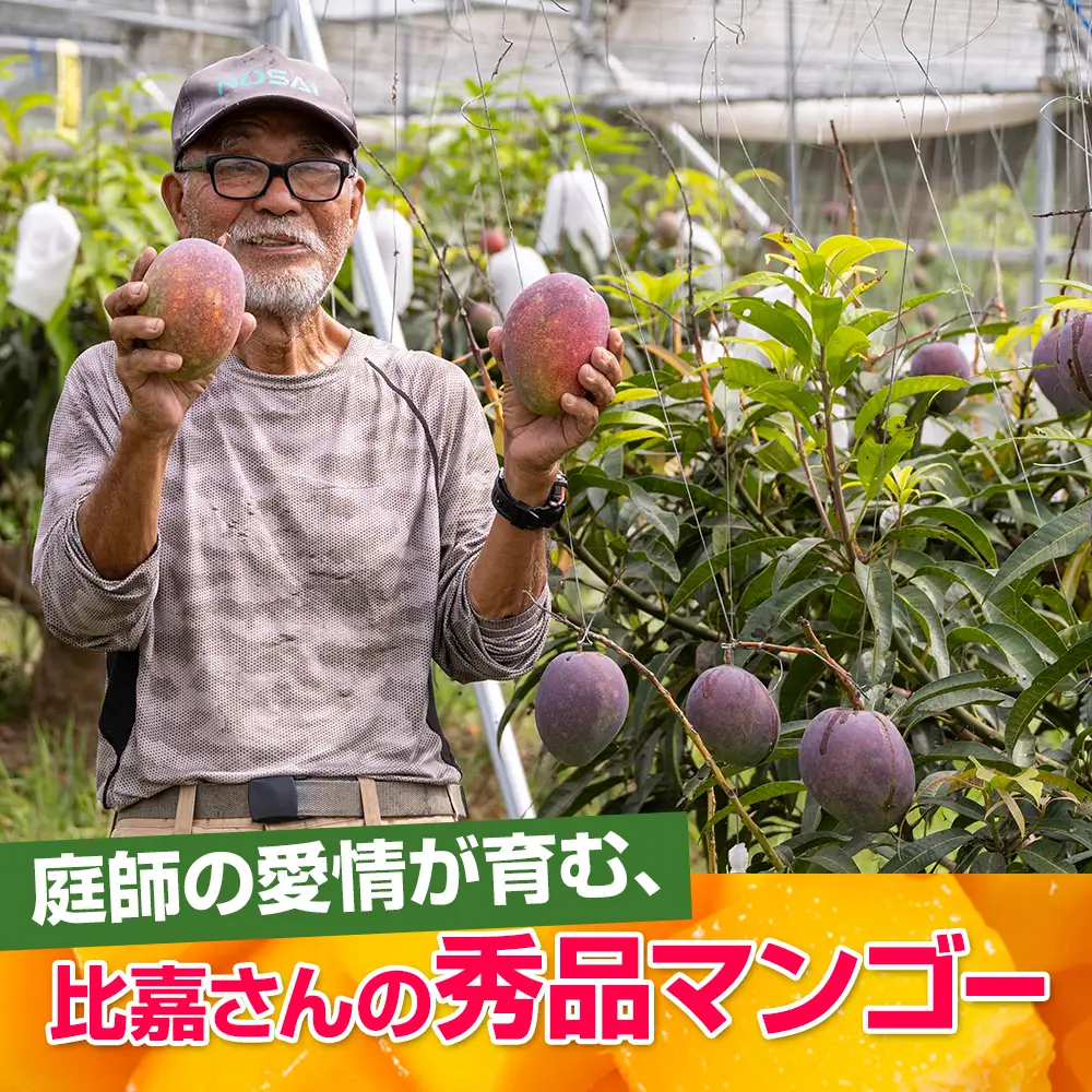【2026年発送】比嘉マンゴーファームのアーウィンマンゴー　秀品（贈答用）1.5kg