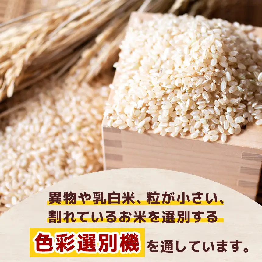 栃木県産コシヒカリ 5kg×2 (10kg)