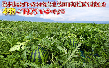 【先行受付】スイカ 下原すいか 信州 松本波田産 3～4L ( 8kg ～ 11kg ) × 1玉 