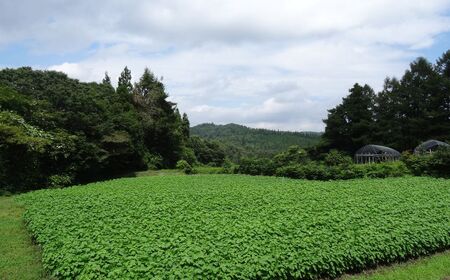 無農薬・無化学肥料　青森県産　生搾りえごま油（３本）青森県 三戸町 R0714