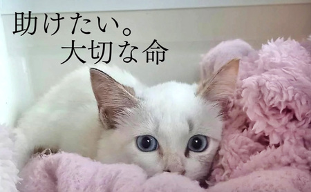 Tシャツ 猫の愛護活動を応援！白Tシャツ「パン持ちデザイン」 Sサイズ