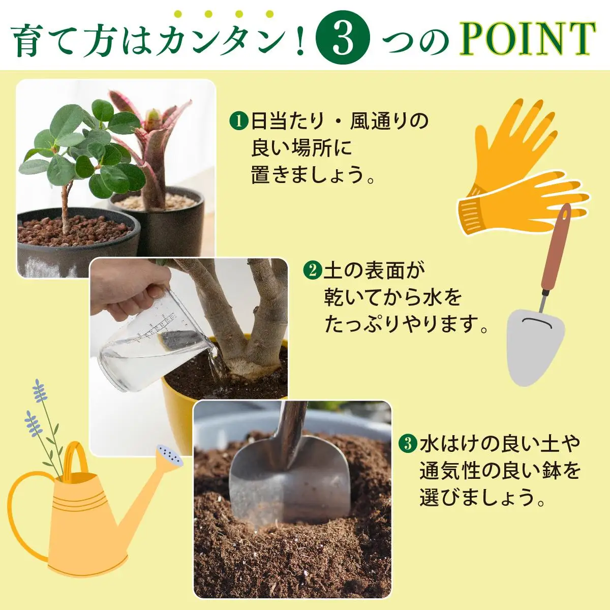柱サボテン   