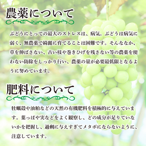 訳あり シャインマスカット 4パック 粒でお届け  