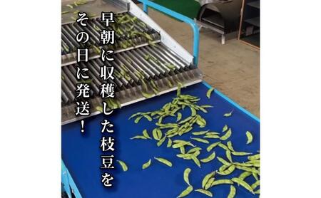 【数量限定】朝採りを産地から当日発送！ 新潟上越「高田圃場」の採れたて枝豆 たっぷり1kg 上越市 えだまめ