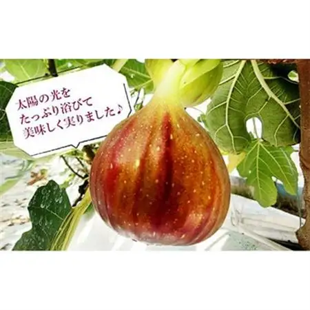 静岡県掛川産　ミズノ農園の冷凍いちじく (皮なし)【桝井ドーフィン】500g×4袋【配送不可地域：離島・北海道・沖縄県・四国・九州】【1646076】