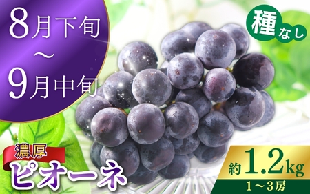 【全2回 】かつらぎ町産 フルーツ定期便（梨・ピオーネ）フルーツ王国よりお届け♪ / なし ピオーネ ぶどう 種無し たねなし フルーツ 果物 定期便 セット 和歌山 旬 甘い 先行予約【A-frks902A】