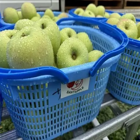 青森県産　黄王(きおう)　贈答用　約3kg　和梨の様なシャキシャキ食感の、軽やかな甘さの夏りんご【配送不可地域：離島】【1648749】