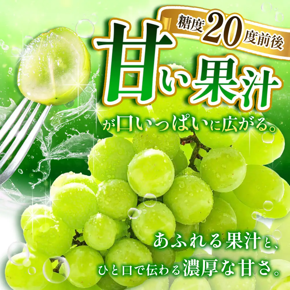 シャインマスカット 1.2kg 2026年収穫分　シャインマスカット
