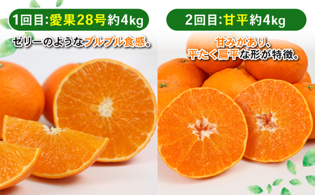 季節の 愛媛みかん 4回定期便 Shirai.agrifarm 愛果28号 甘平 せとか 愛果48号 みかん定期便 柑橘定期便 みかん 果物 くだもの フルーツ 柑橘 蜜柑 あいか かんぺい 高級 美味しい 産直 ていきびん 産地直送 農家直送 数量限定 国産 愛媛 宇和島 B090-115010
