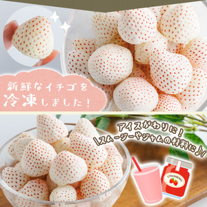 No.646-B 冷凍白いちご(約500g×2袋・計約1kg) 国産 鹿児島 日置市 加工品 苺 イチゴ いちご 冷凍 果物 くだもの フルーツ 小粒 冷凍果実 アイス スムージー シロップ ジャム 冷凍フルーツ 数量限定 【ままりあ農園】
