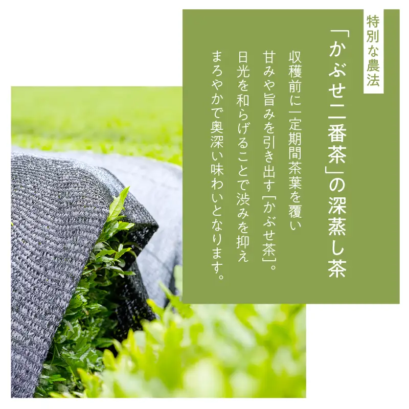 ホッとするね いつもの お茶 1kg（100g×10本） KN162-002-04 茶