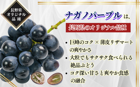 【2026年先行予約】ナガノパープル 約1kg|ぶどう ぶどう