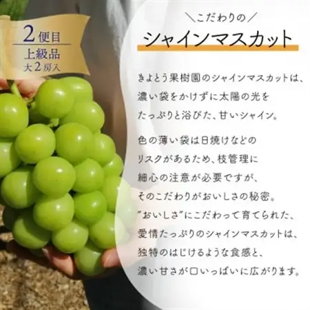 【発送月固定定期便】岡山県産の大玉桃(3玉)、大粒シャインマスカット(2房)の満足定期便! 全2回【配送不可地域：離島】【4071130】