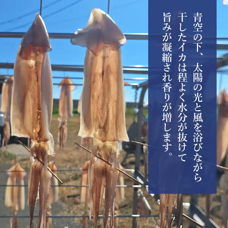 鼠ヶ関名産　いかの一夜干し 4枚セット　鼠ヶ関水産加工生産組合