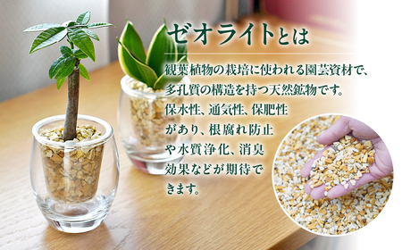 ストリング フィズ ゼオライト植え 2鉢セット インテリア 緑 グリーン 植物 簡単 初心者 かわいい 自然 おしゃれ 観葉植物 送料無料 Green Walk グリーンウォーク 愛知県 豊橋市