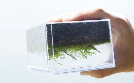 匠の土 崩れま宣言 1kg（1袋） つち 苔テラリウムアート アクアリウム ソイル 