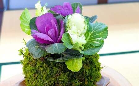やすらぎの苔玉×1個 季節のお任せ苔玉 受け皿付き 苔 コケ 植物 